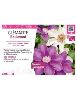 CLÉMATITE BOULEVARD