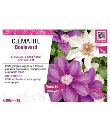 CLÉMATITE BOULEVARD