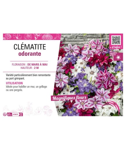 CLÉMATITE ODORANTE