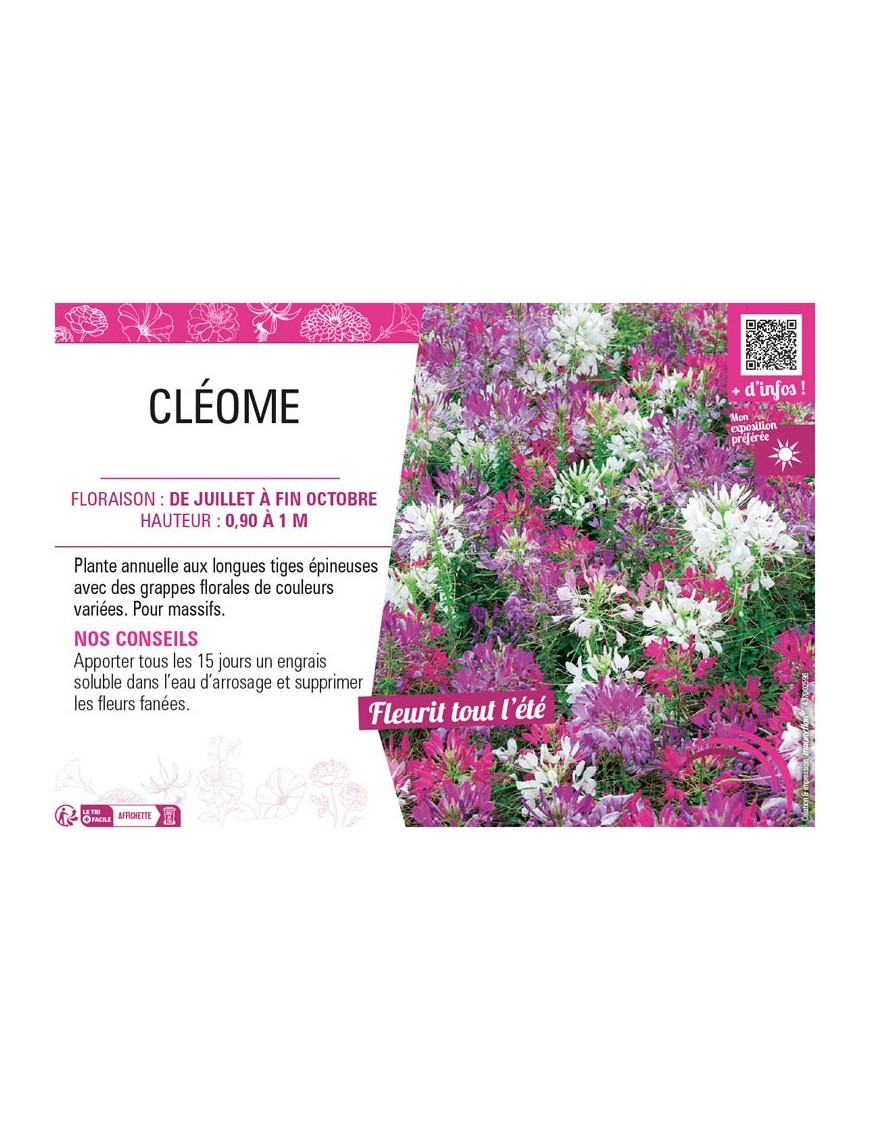 CLÉOME (varié)