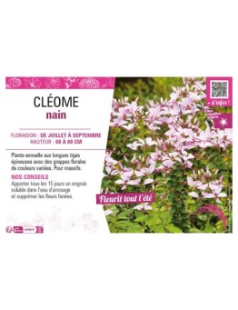 CLÉOME NAIN