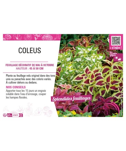 COLEUS