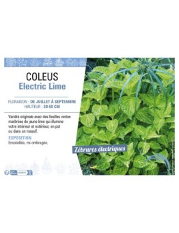 COLEUS ELECTRIC LIME