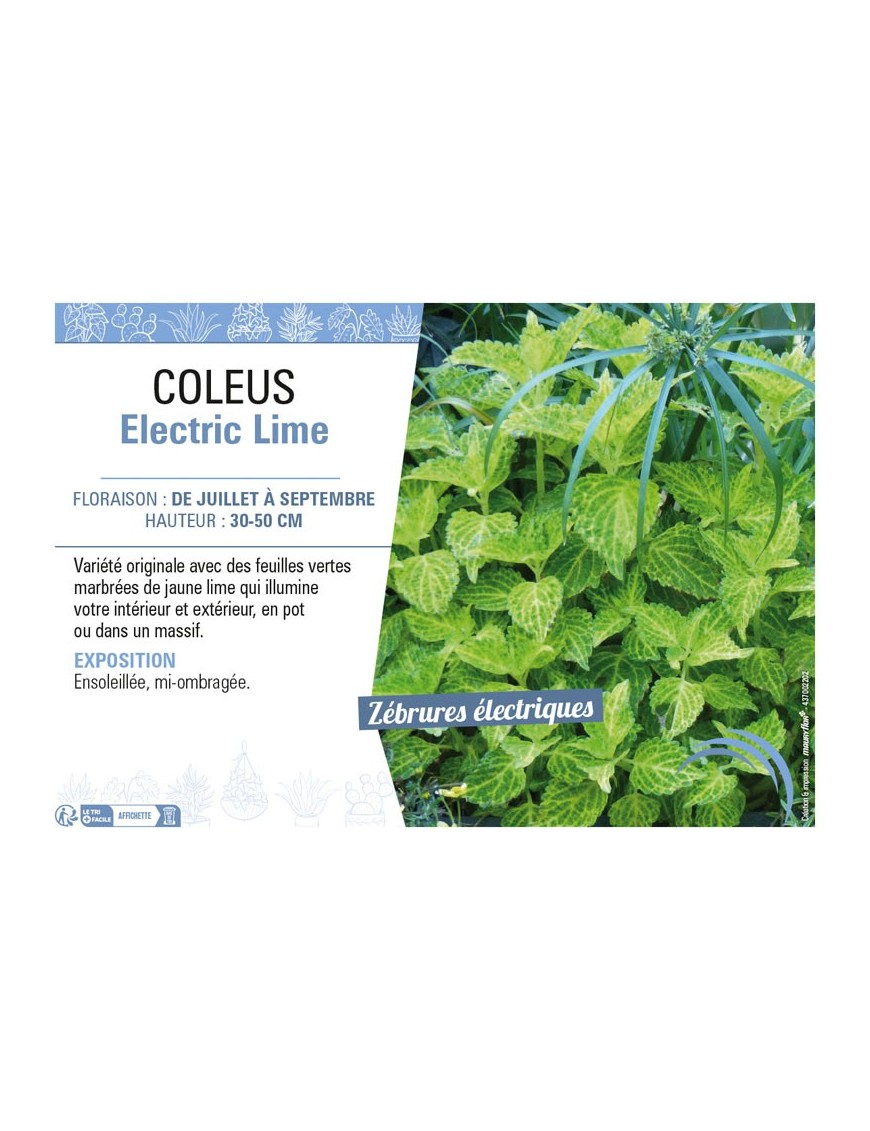 COLEUS ELECTRIC LIME