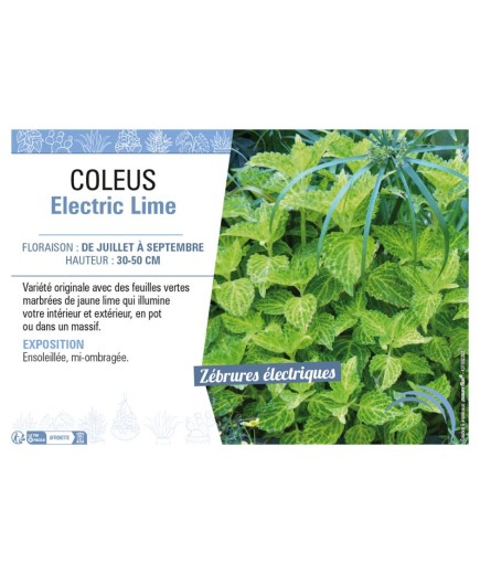 COLEUS ELECTRIC LIME