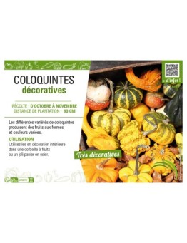 COLOQUINTES DÉCORATIVES