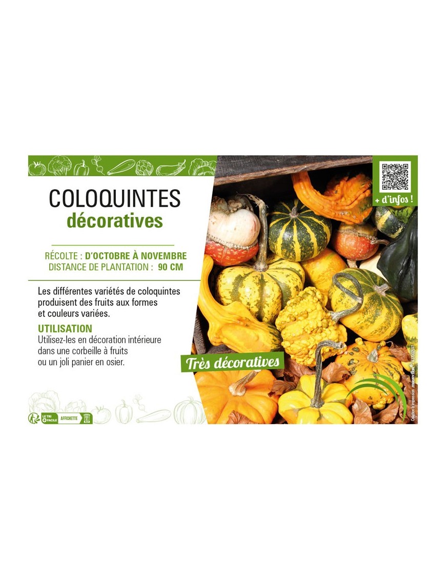 COLOQUINTES DÉCORATIVES