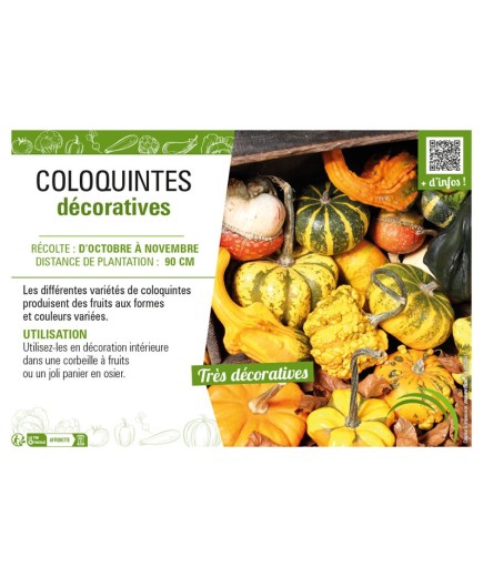 COLOQUINTES DÉCORATIVES