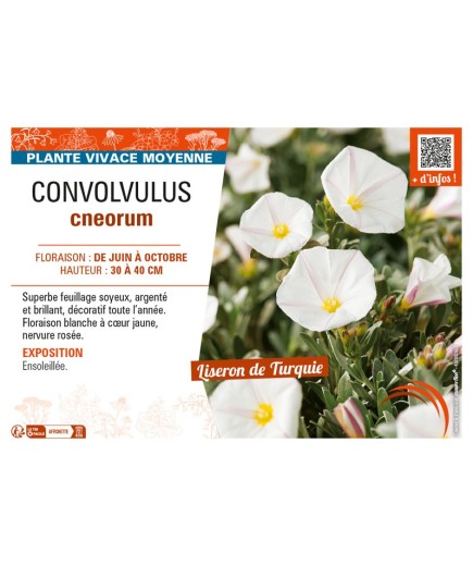CONVOLVULUS CNEORUM
