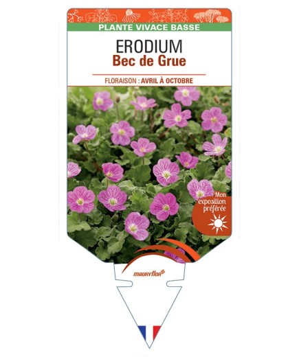 ERODIUM (x variabile 'Roseum') Bec de Grue *