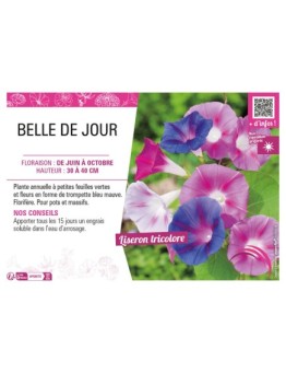 CONVOLVULUS voir BELLE DE JOUR