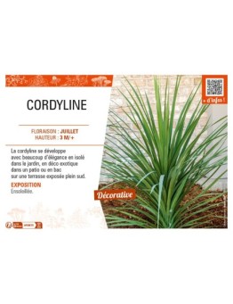 CORDYLINE