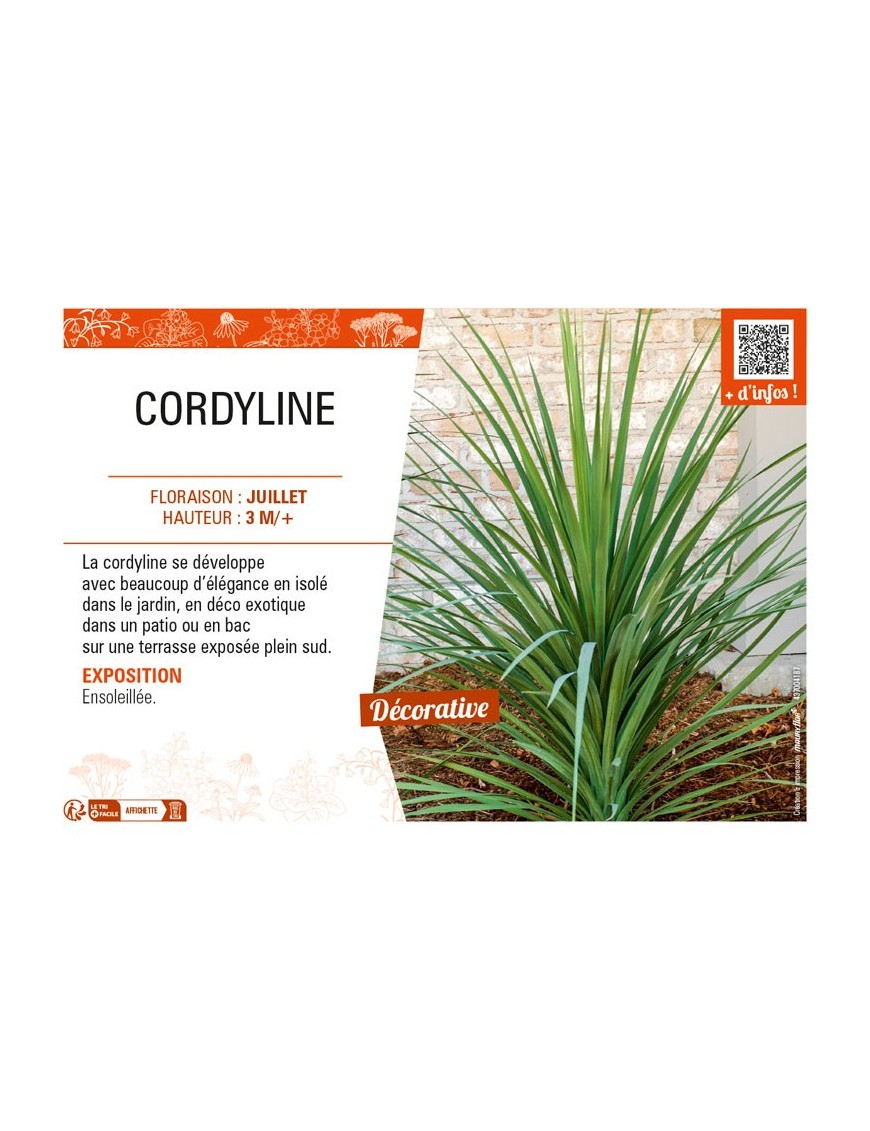 CORDYLINE