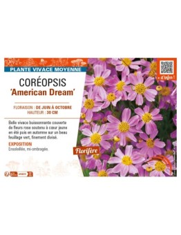 COREOPSIS (rosea) American Dream