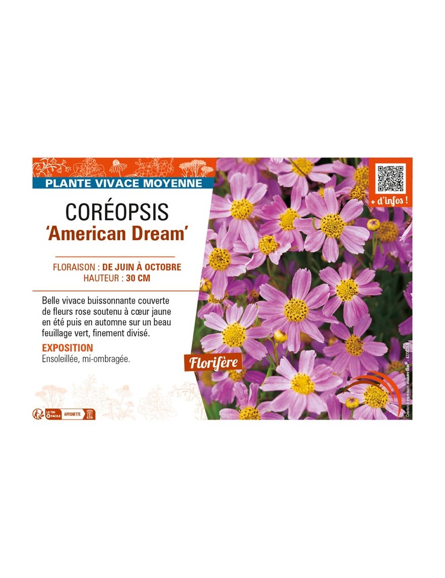 COREOPSIS (rosea) American Dream