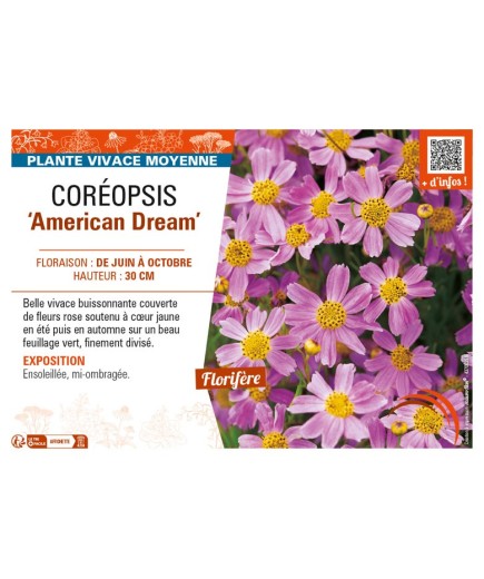 COREOPSIS (rosea) American Dream