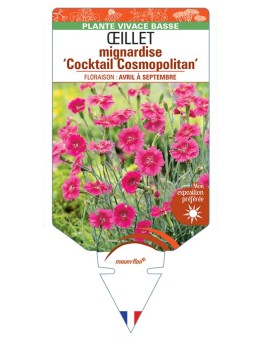 DIANTHUS plumarius Cocktail Cosmopolitan voir Œillet mignardise