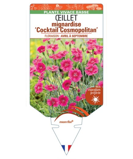 DIANTHUS plumarius Cocktail Cosmopolitan voir Œillet mignardise