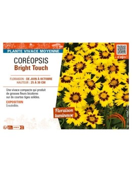 COREOPSIS BRIGHT TOUCH