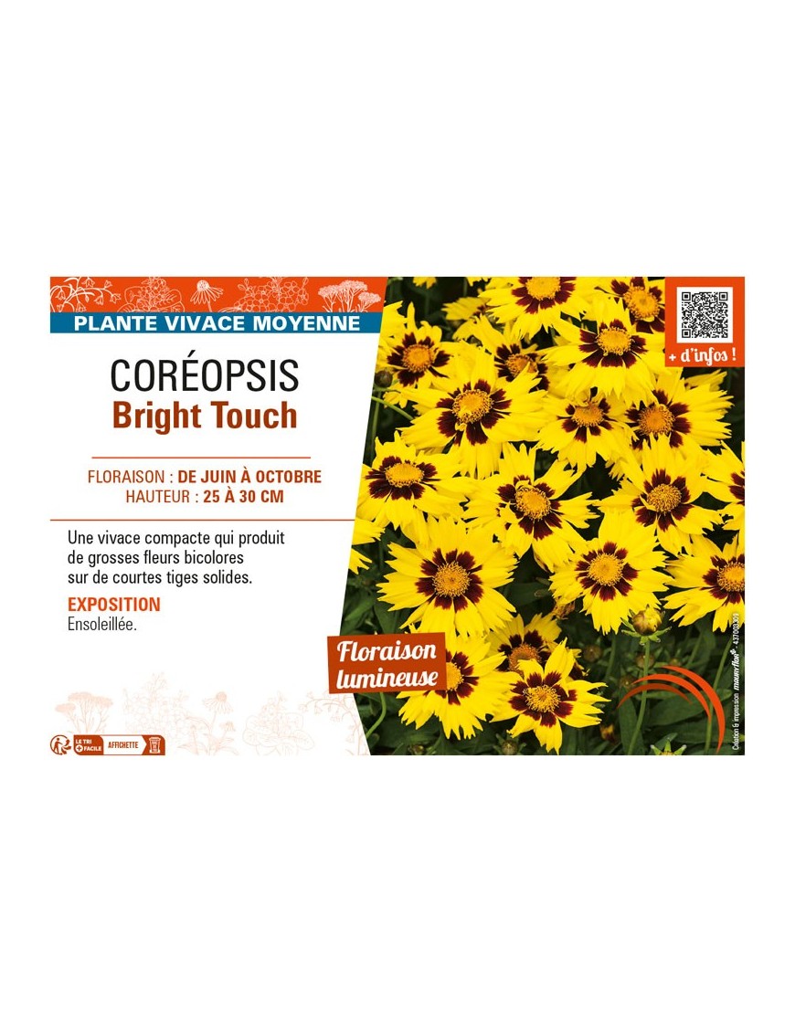 COREOPSIS BRIGHT TOUCH