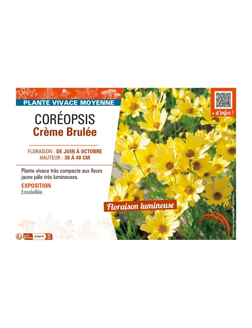 COREOPSIS CRÈME BRULÉE