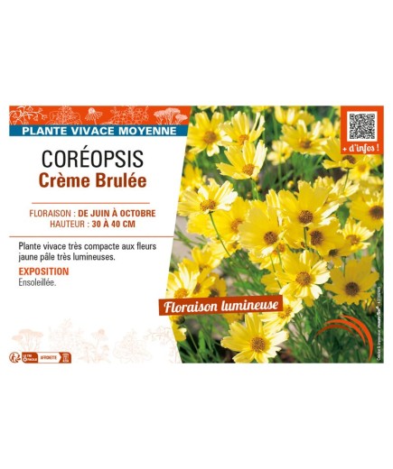 COREOPSIS CRÈME BRULÉE