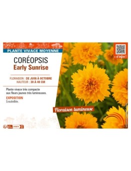 COREOPSIS EARLY SUNRISE