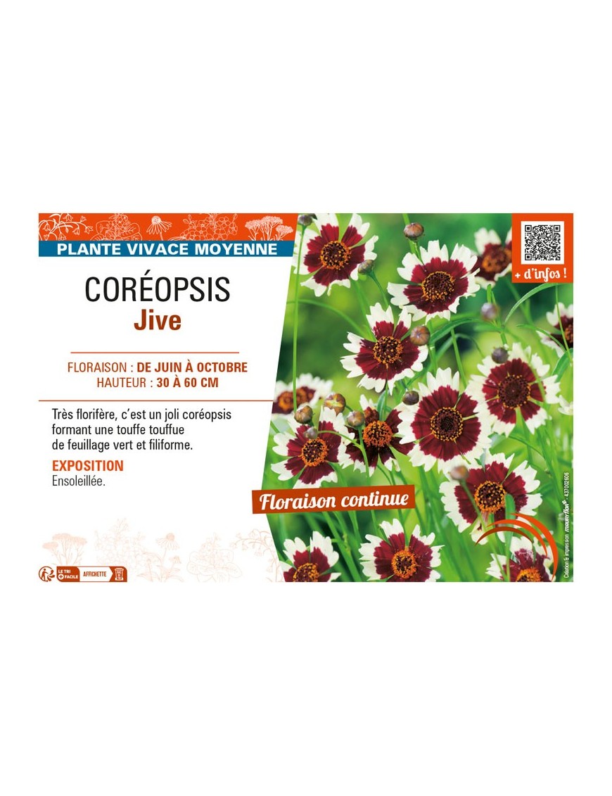 COREOPSIS JIVE