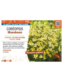 COREOPSIS MOONBEAM
