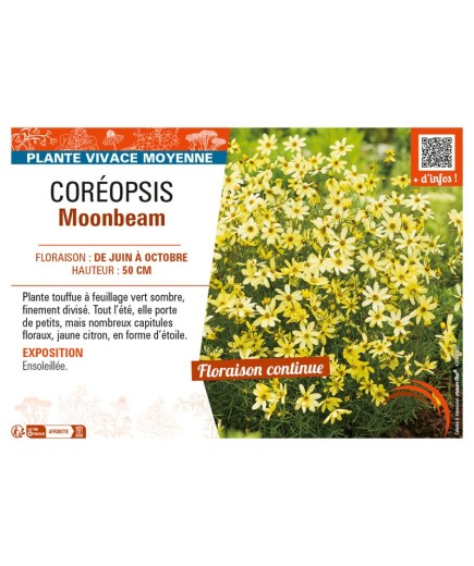 COREOPSIS MOONBEAM