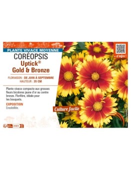 COREOPSIS Uptick® Gold & Bronze