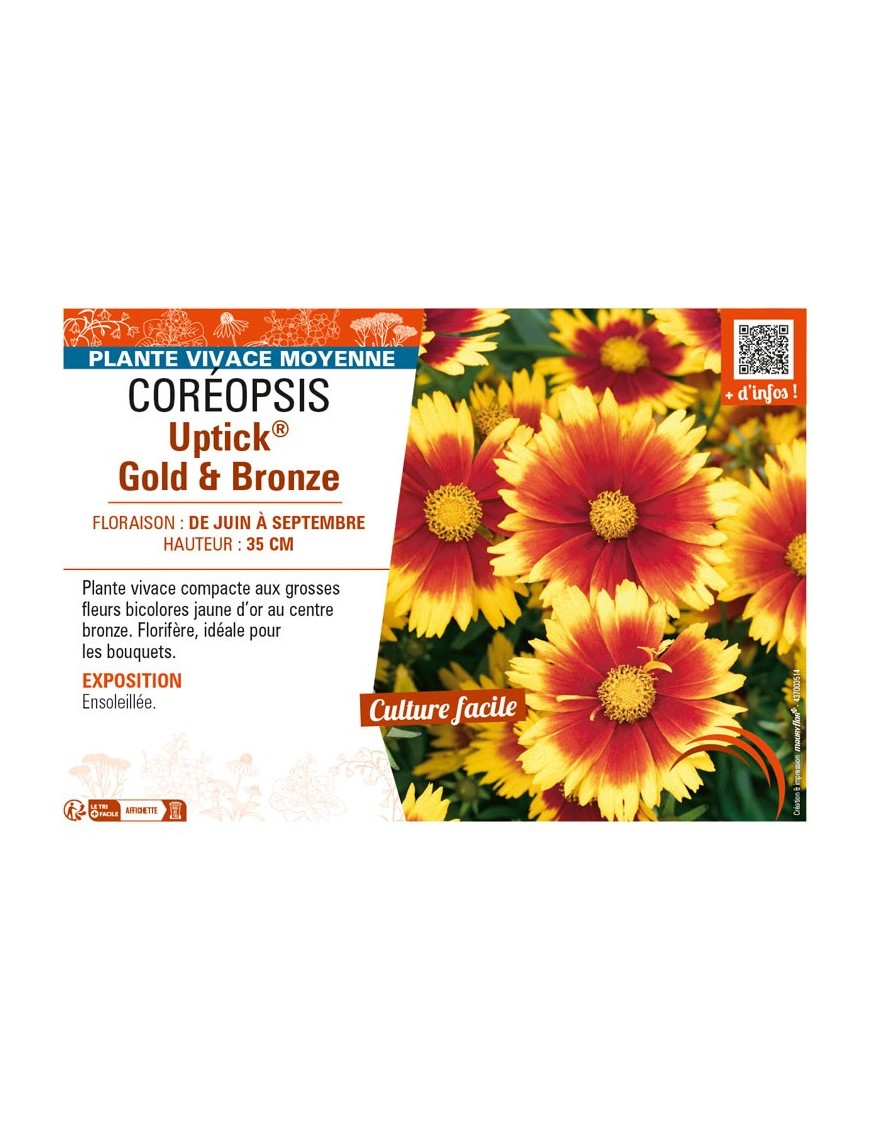 COREOPSIS Uptick® Gold & Bronze