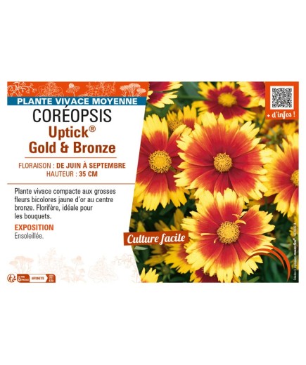 COREOPSIS Uptick® Gold & Bronze