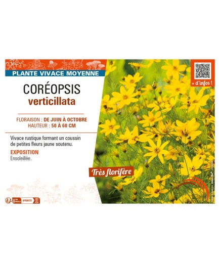 COREOPSIS VERTICILLATA