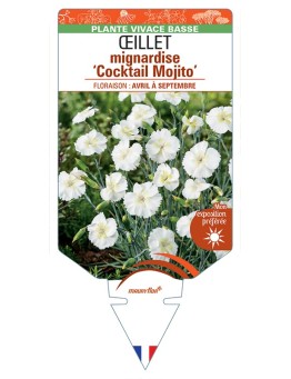 DIANTHUS plumarius Cocktail Mojito voir Œillet mignardise