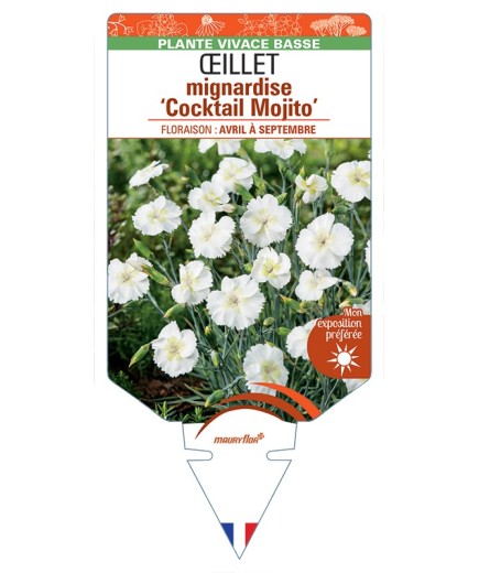 DIANTHUS plumarius Cocktail Mojito voir Œillet mignardise