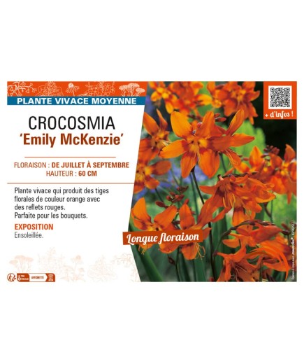 CROCOSMIA (crocosmiiflora) Emily McKenzie