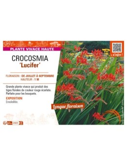 CROCOSMIA (crocosmiiflora) Lucifer