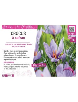 CROCUS à SAFRAN