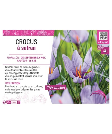 CROCUS à SAFRAN