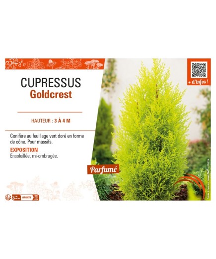 CUPRESSUS GOLDCREST