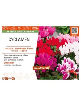 CYCLAMEN
