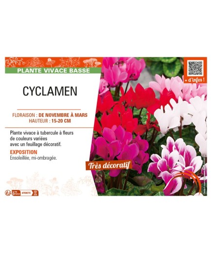 CYCLAMEN