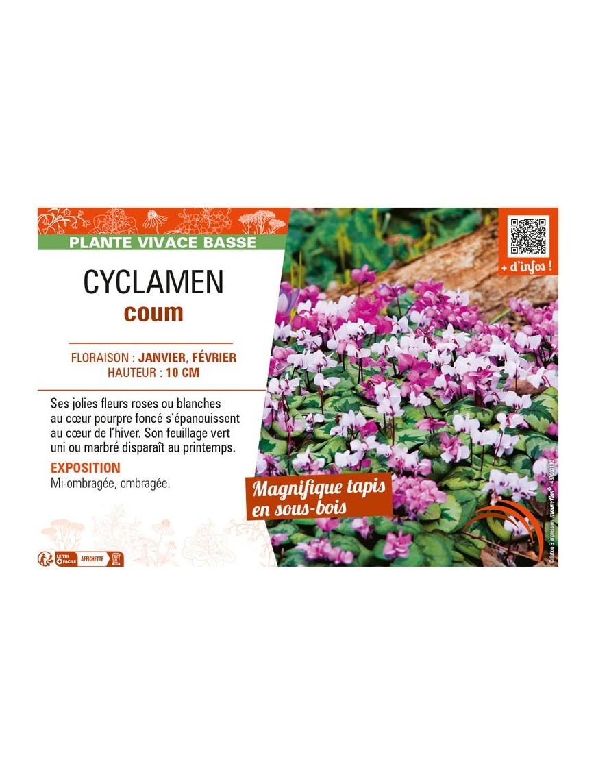 CYCLAMEN COUM