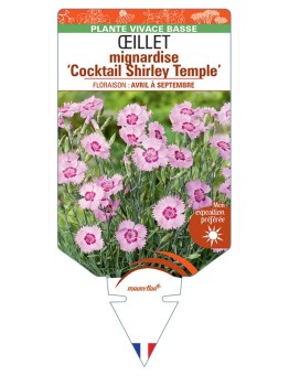 DIANTHUS plumarius Cocktail Shirley Temple voir Œillet mignardise