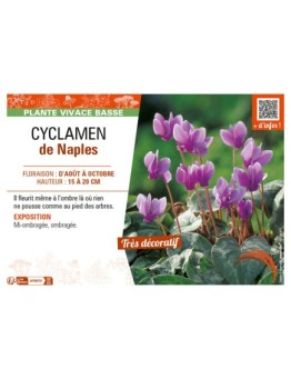 CYCLAMEN DE NAPLES
