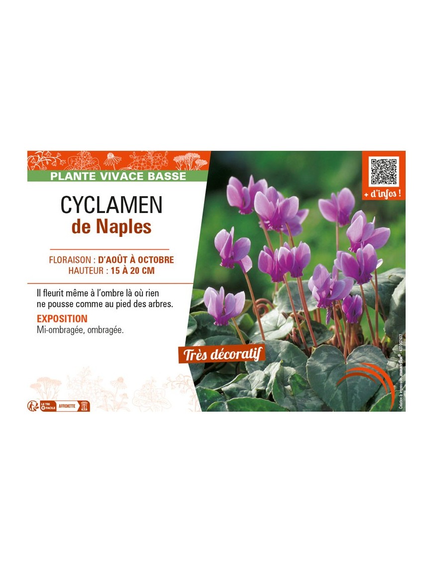 CYCLAMEN DE NAPLES