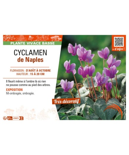 CYCLAMEN DE NAPLES