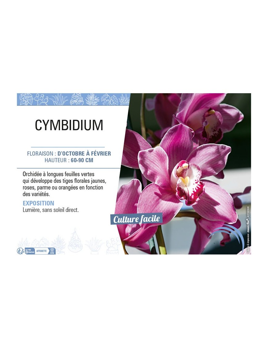 CYMBIDIUM (Orchidée rose)
