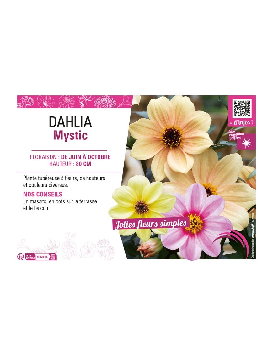 DAHLIA MYSTIC